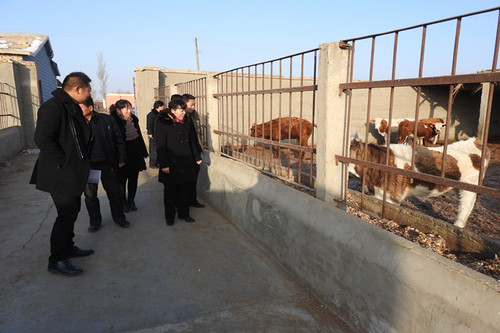 1月8日,三十三团党委常委、副政委、工会主席苏明兰与工会副主席张咏梅等一行检查新发牧业养殖合作社发展经营情况(韩飞摄) 1月8日,三十三团党委常委、副政委、工会主席苏明兰与工会副主席张咏梅等一行检查新发牧业养殖合作社发展经营情况(韩飞摄)